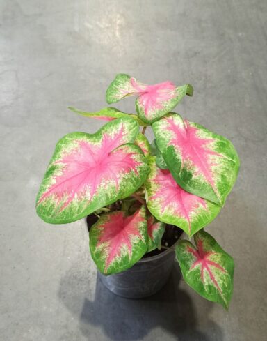 Caladium Rosebud