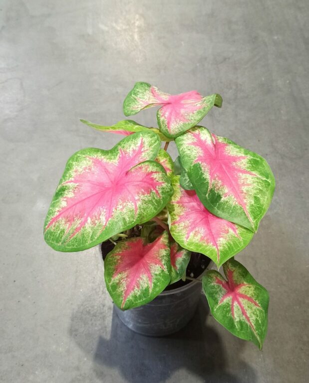 Caladium Rosebud