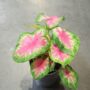 Caladium Rosebud