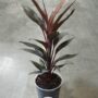 Cordyline Fruticosa Tango