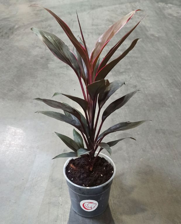 Cordyline Fruticosa Tango