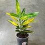 Croton - Codiaeum Sunny Star