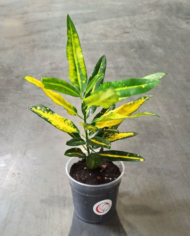 Croton - Codiaeum Sunny Star