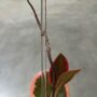 Tuteur Plante Grimpante Acrylique Transparent