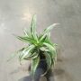 Dracaena Compacta Fragrans Kanzi