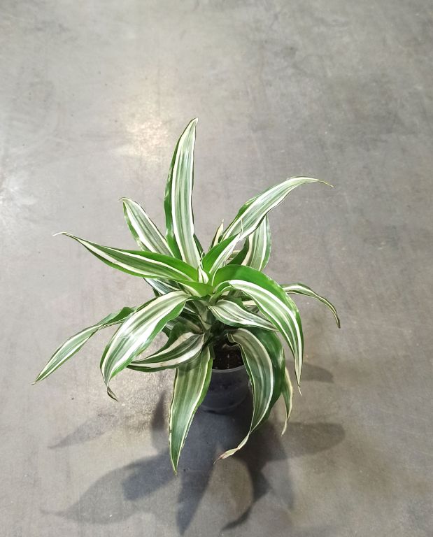 Dracaena Compacta Fragrans Kanzi