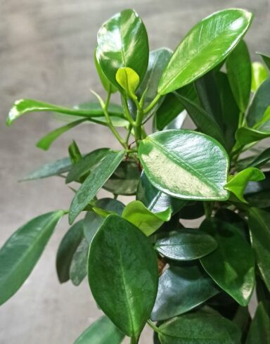 Ficus Microcarpa Maya alternative