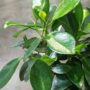 Ficus microcarpa Maya