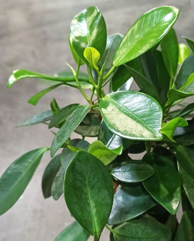 Ficus microcarpa Maya