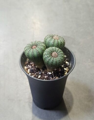 Frailea castanea var. nitens