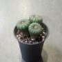 Frailea castanea var. nitens