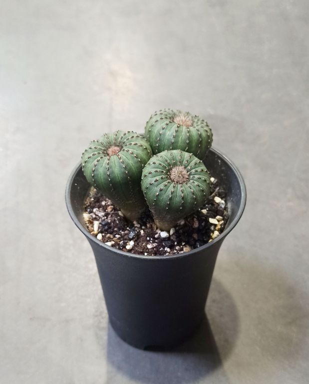 Frailea castanea var. nitens