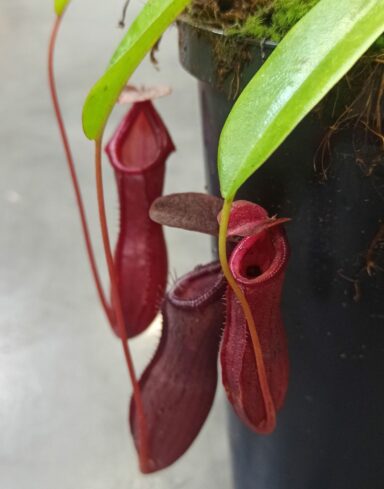 Nepenthes Bill Bailey alternative
