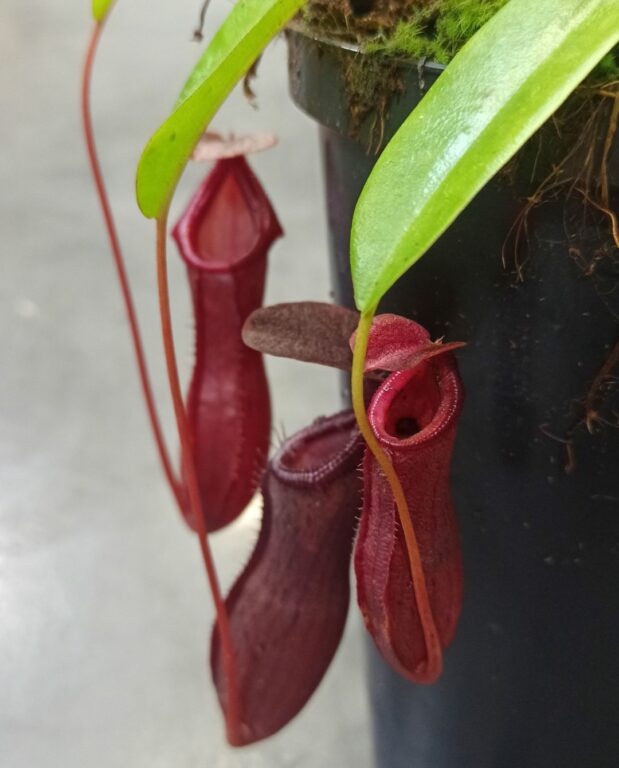 Nepenthes Bill Bailey