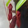 Nepenthes Bill Bailey