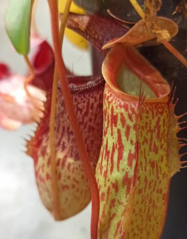 Nepenthes talangensis alternative