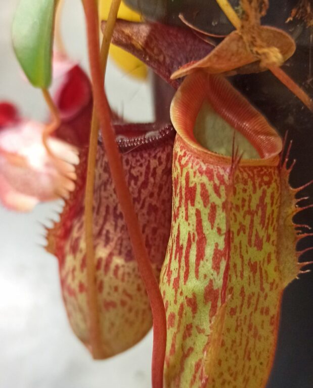 Nepenthes talangensis