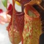 Nepenthes talangensis