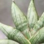 Sansevieria Inti Mini