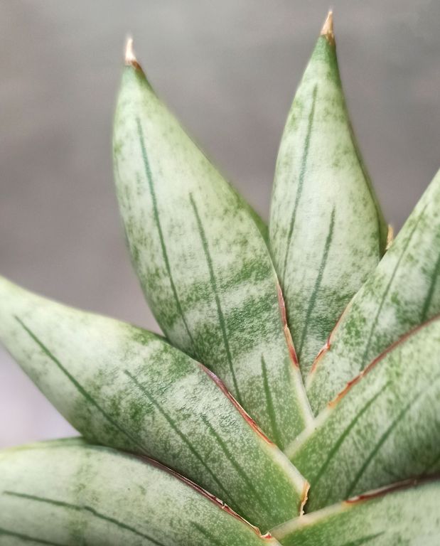 Sansevieria Inti Mini