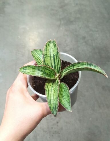 Sansevieria Kirkii Cleopatra alternative