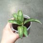 Sansevieria kirkii Cleopatra