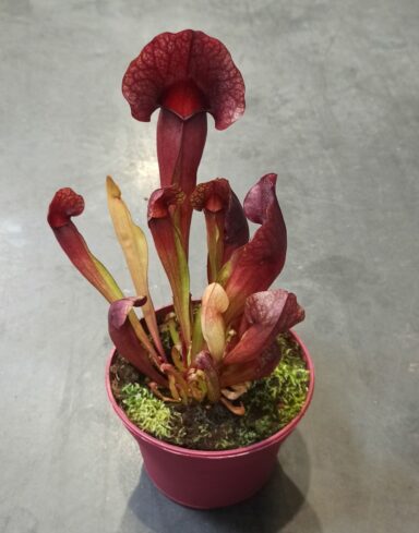 Sarracenia Catesbaei