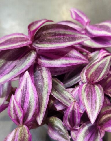 Tradescantia Pink Paradise alternative