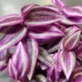 Tradescantia Pink Paradise