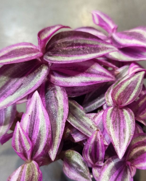 Tradescantia Pink Paradise