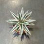 Agave victoriae-reginae White Rhino