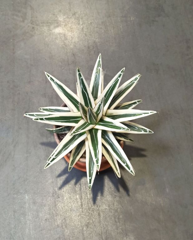 Agave victoriae-reginae White Rhino