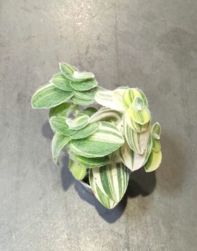 Tradescantia Sillamontana Variegata alternative