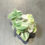 Tradescantia sillamontana Variegata