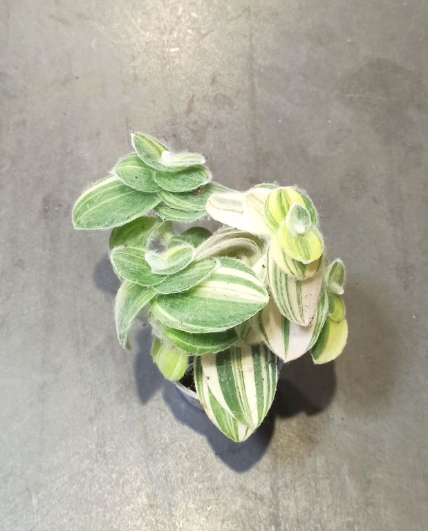 Tradescantia sillamontana Variegata