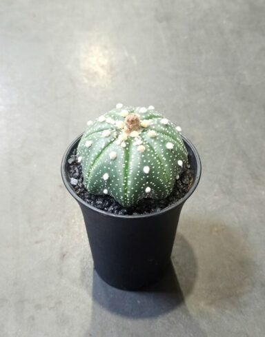 Astrophytum Asterias