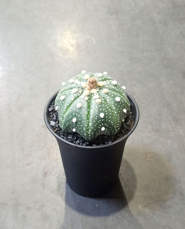 Astrophytum Asterias