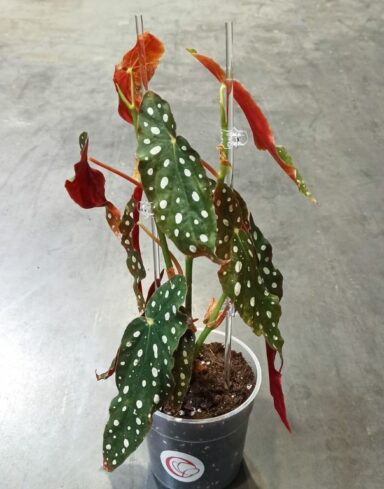 Tuteur Plante Grimpante Acrylique Transparent alternative