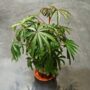 Begonia Luxurians - Begonia Palmier