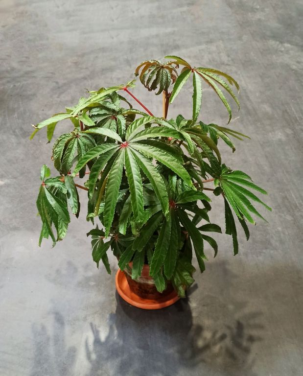Begonia Luxurians - Begonia Palmier