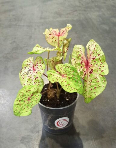 Caladium Miss Muffet