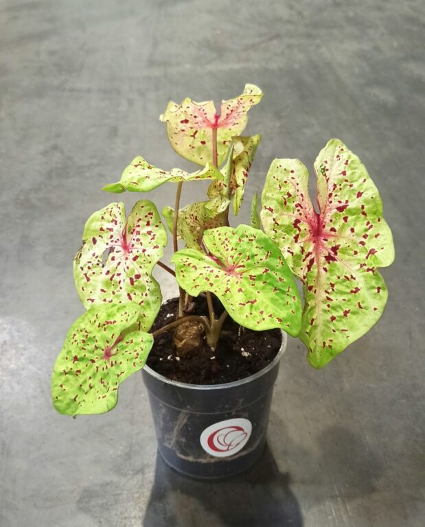 Caladium Miss Muffet