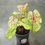Caladium Miss Muffet