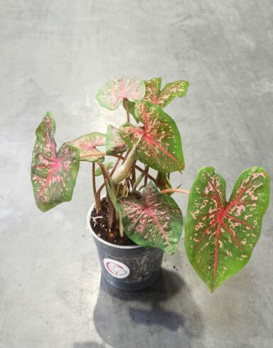 Caladium Pink Beauty