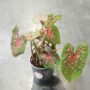 Caladium Pink Beauty