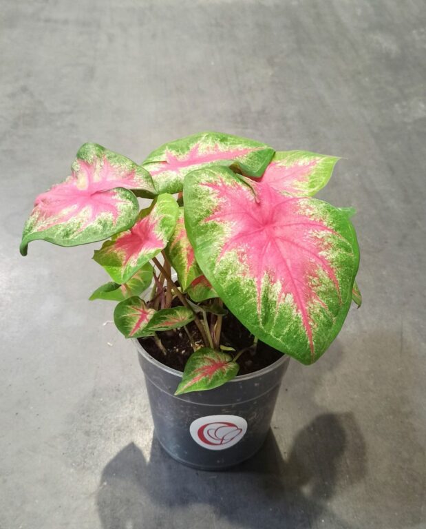 Caladium Rosebud