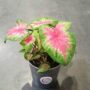 Caladium Rosebud