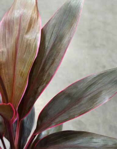 Cordyline Fruticosa Tango alternative