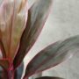 Cordyline Fruticosa Tango