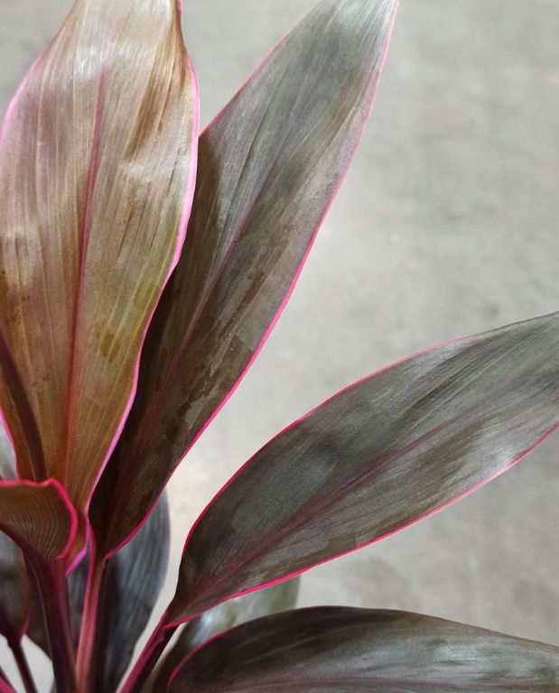 Cordyline Fruticosa Tango